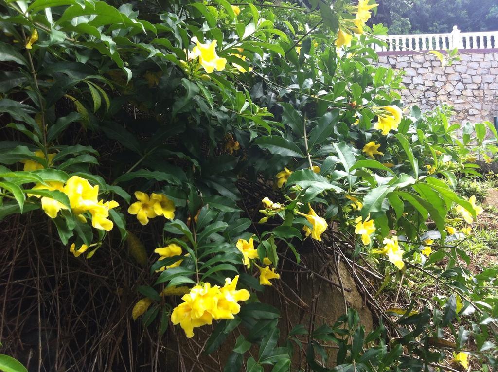 Seychelles Yellow Petals Анс-Буало Экстерьер фото