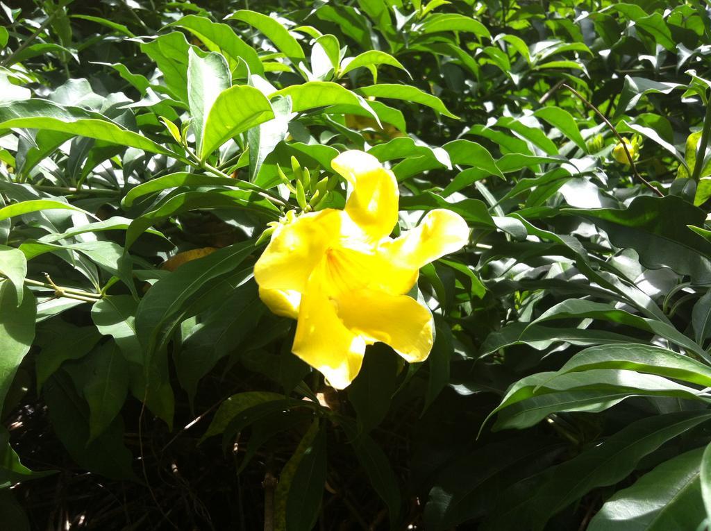 Seychelles Yellow Petals Анс-Буало Экстерьер фото